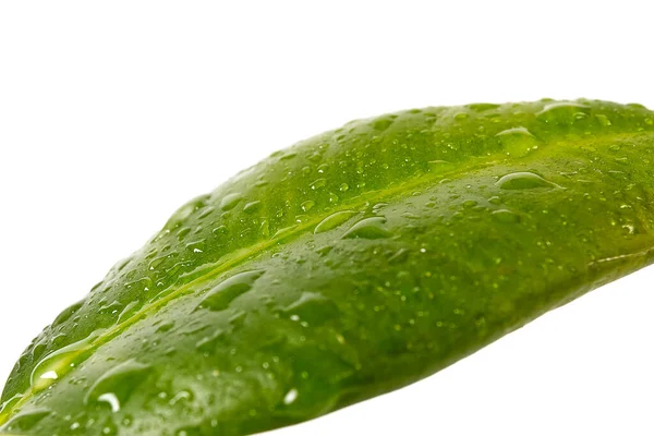 Jovem Ficus ou planta de borracha com gotas de água, isolado em close branco - para cima . — Fotografia de Stock