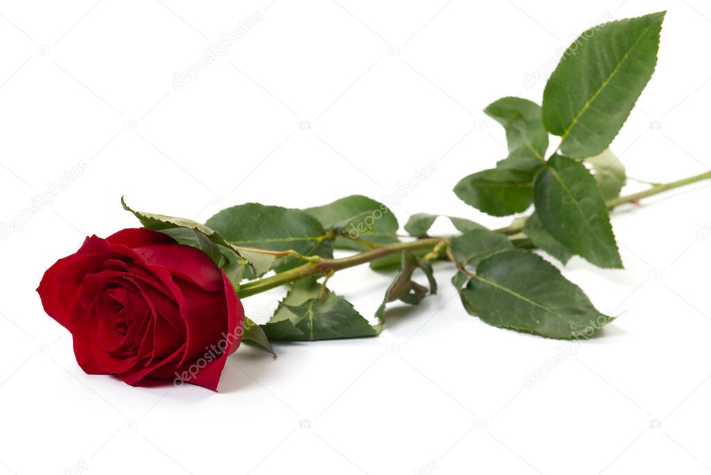 Beautiful single red rose flower isolated on white background. Red rose is a wonderful flower to express your feelings on International Womens Day, Mothers Day, Valentines Day, and just to