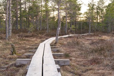 Yosun ve çamların arasındaki tahta patika boyunca bataklıklarda yürür. Estonya 'da doğa rezervi.