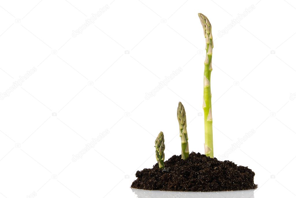 Green asparagus in garden ground, isolated. Organic farming asparagus isolated on a white background