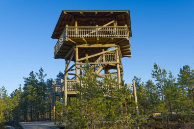 Yosun ve çamların arasındaki tahta patika boyunca bataklıklarda yürür. Estonya 'da doğa rezervi.