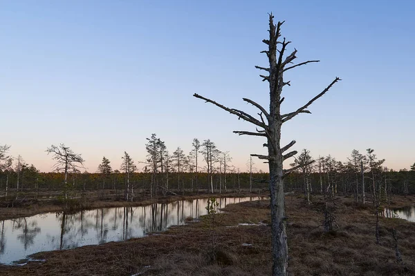 Passeggiate attraverso una palude lungo un sentiero in legno tra muschio e pini. Riserva naturale in Estonia . — Foto Stock