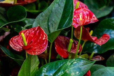 Kırmızı Flamingo çiçeği Anthurium andraeanum, Araceae veya Arum bahçede