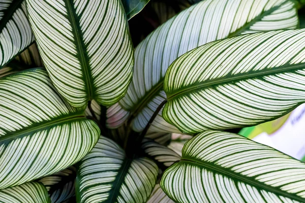 Calathea ornata, variously striped, pin-stripe, or pin-stripe calathea plants leaves close - up.