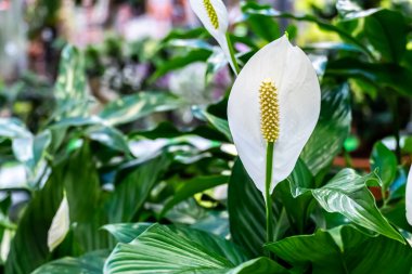 Beyaz Flamingo çiçekleri, Anthurium veya Laceleaf bahçede çiçek açıyor. Arum ailesinin beyaz çiçeği.