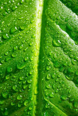 Çiçek - Spatthiphyllum Floribundum - Barış Zambağı. Yeşil yaprakların üzerindeki su damlacıkları seçici odaklı. Su, bir Spatthiphyllum makrosunun yapraklarının üzerine düşer.