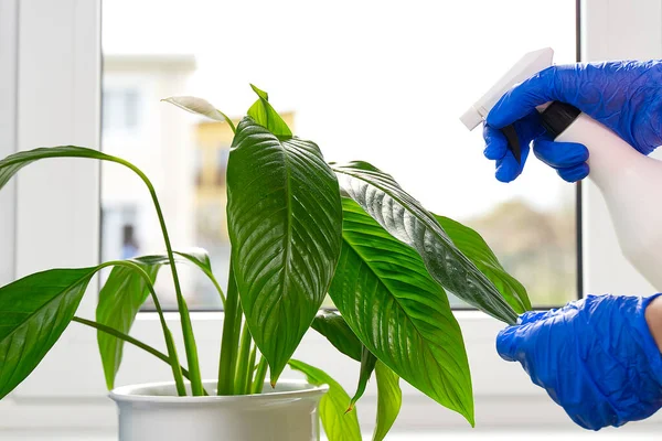 Home plants care concept. hands clean the leaves of a home plant with a damp cloth and water spray. Early spring cleaning or regular clean up. Cleaning Service conceptatHome, apartments, hotels — Stock Photo, Image