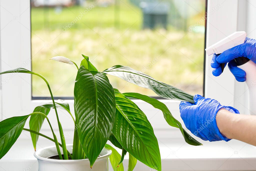 Home plants care concept. hands clean the leaves of a home plant with a damp cloth and water spray. Early spring cleaning or regular clean up. Cleaning Service conceptatHome, apartments, hotels