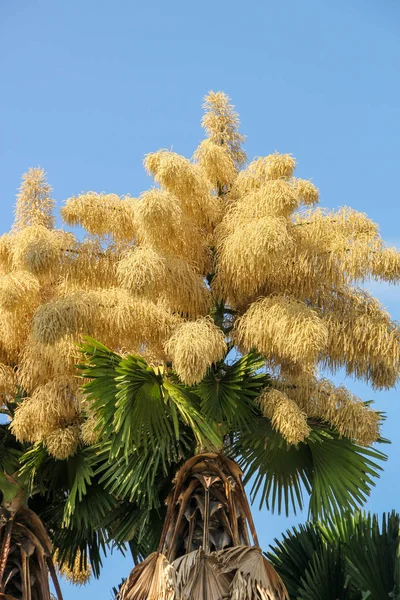 Floraison de palmier Talipot (Corypha umbraculifera) au Flamengo Embankment à Rio de Janeiro . — Photo