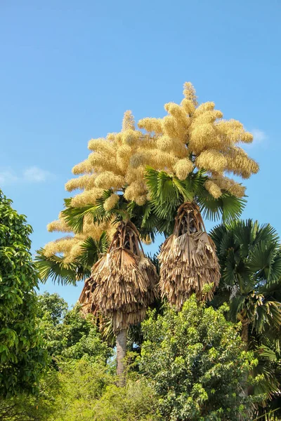 Blomning av palm Talipot (Corypha umbraculifera) vid Flamengo-banken i Rio de Janeiro. — Stockfoto