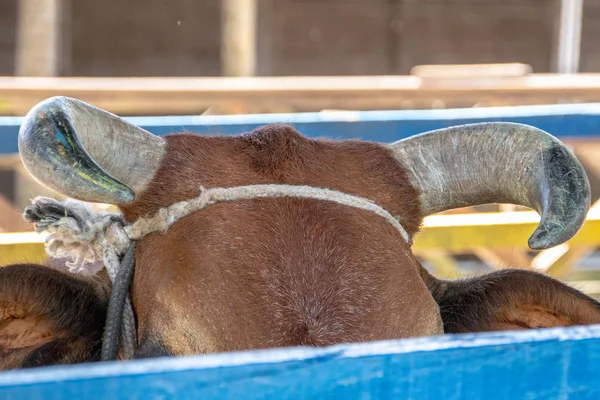 Vaca com chifres dentro de um curral no Rio de Janeiro . — Fotografia de Stock