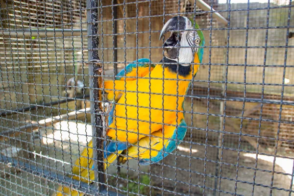 Blue Macaw gevangen in een kooi in Rio de Janeiro. — Stockfoto