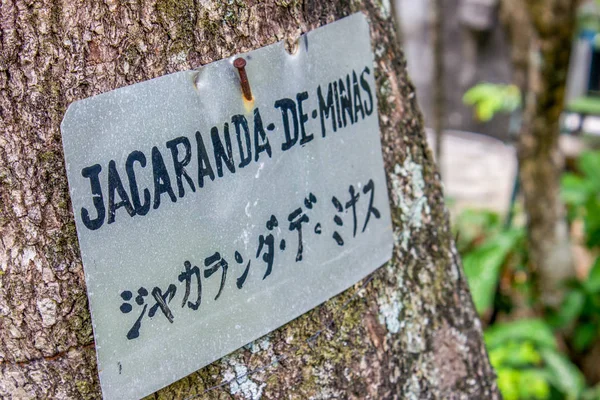 tree with sign written Jacaranda de Minas in Rio de Janeiro.