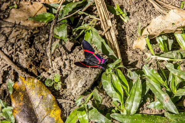 Mariposa Negra Con Alas Rosadas Posadas Sobre Una Roca —  Fotos de Stock