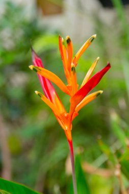Rio de Janeiro Brezilya 'nın arka planında bulanık yeşil yapraklı Heliconia papağanı bitkisi.