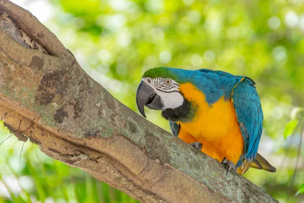 Żółtopiersiasta Macaw Pniu Drzewa Rio Janeiro Brazylia — Zdjęcie stockowe