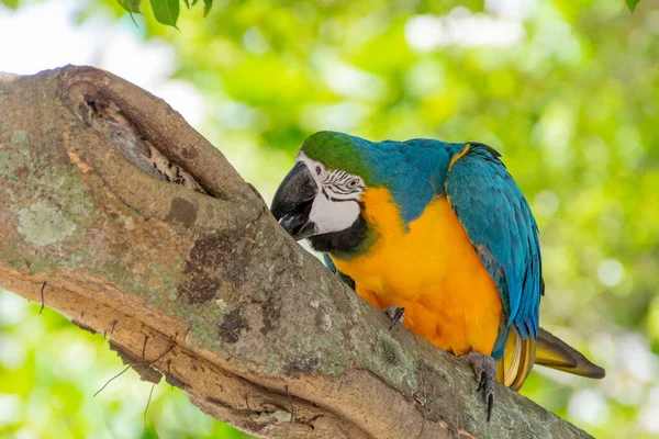 Yellow Breasted Macaw Tree Trunk Rio Janeiro Brazil — Stock Photo, Image