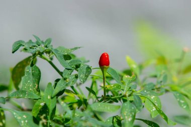 Rio de Janeiro Brezilya 'da yaprakları olan izole kırmızı cumari biberi.