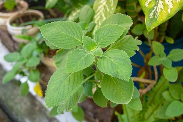 Kebun Dengan Boldo Hijau Rio Janeiro Brazil — Stok Foto