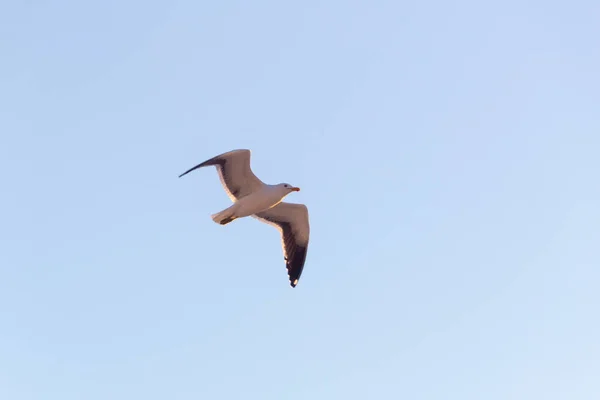 리우데자네이루에서 하늘을 배경으로 날으는 갈매기 — 스톡 사진
