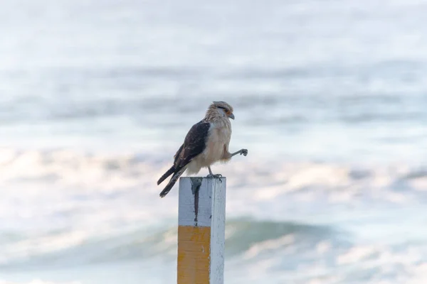 Caracara Cabeza Amarilla Hawk Carrapateiro Pie Sobre Bosque Playa Leblon —  Fotos de Stock