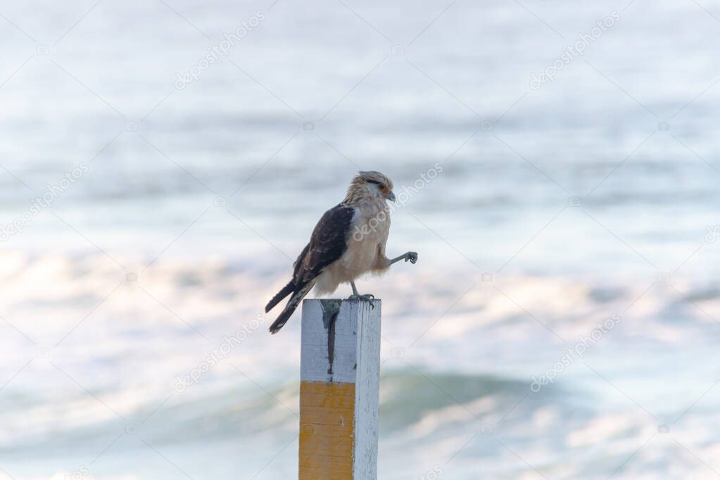 Yellow-headed Caracara (Hawk Carrapateiro) standing on a wood at Leblon Beach in Rio de Janeiro Brazil.