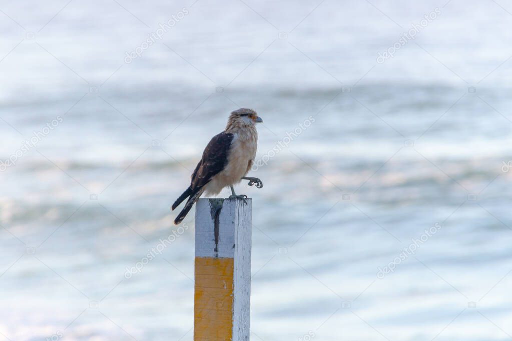 Yellow-headed Caracara (Hawk Carrapateiro) standing on a wood at Leblon Beach in Rio de Janeiro Brazil.