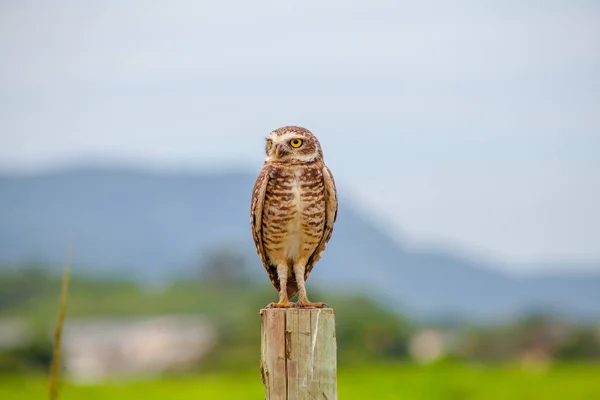 Burrowing Owl Standing Tree Trunk Outdoors Rio Janeiro — Stock Photo, Image