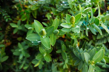 Yeşil çiçek kaktüsü bağbozumu doğa bahçesi.