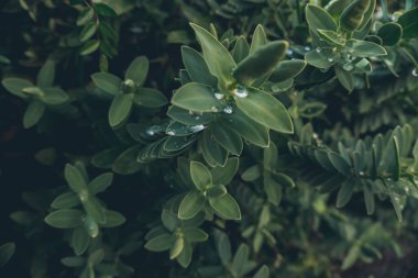 Bahçedeki eski çiçekler kırmızı ve yeşil mahsuller