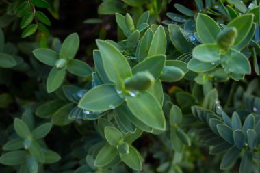 Yeşil çiçek kaktüsü bağbozumu doğa bahçesi.