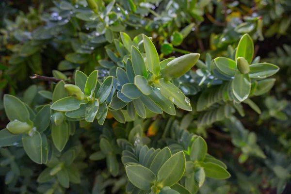 Yeşil çiçek kaktüsü bağbozumu doğa bahçesi.