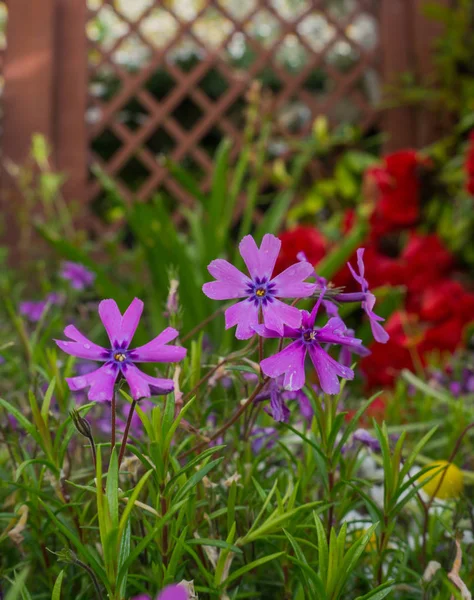 old flowers garden red flower green flower purple flower vintage wood