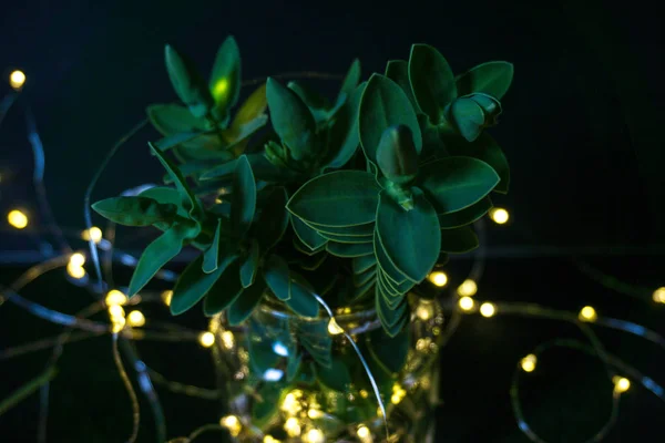 Könnyű Elmosódott Karácsonyi Dekoráció Százszorszép Virág Évjárat Jogdíjmentes Stock Fotók
