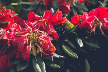 2019 eski çiçek bahçesi. Büyük kırmızı çiçek eski ahşap.