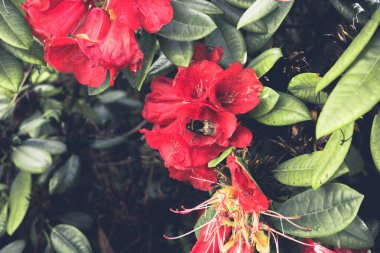 2019 eski çiçek bahçesi. Büyük kırmızı çiçek eski ahşap.