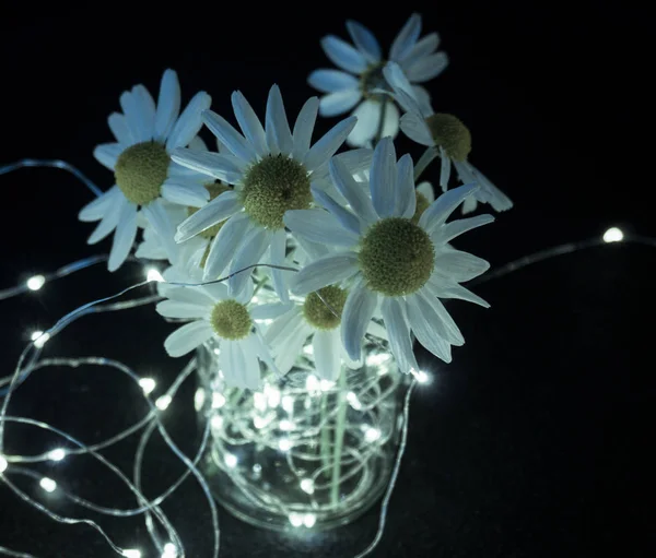 Lumina Blur Crăciun Decor Margaretă Floare Vintage — Fotografie, imagine de stoc