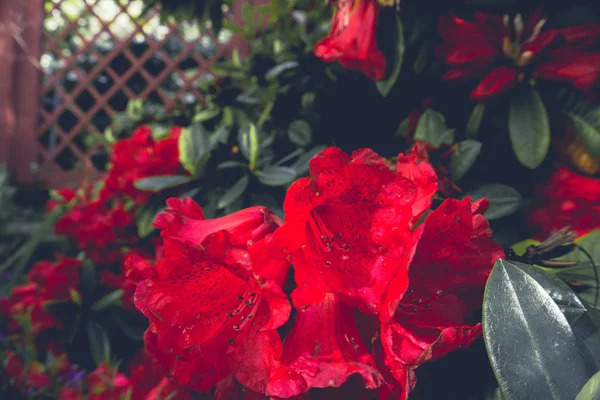2019 Flores Viejas Jardín Gran Flor Roja Madera Vintage — Foto de Stock