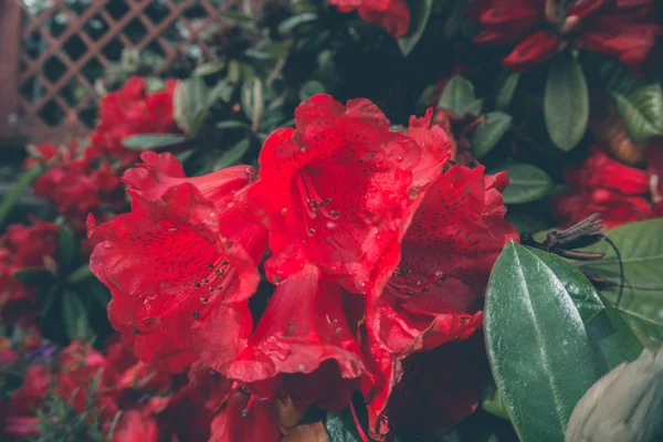 2019 Flores Viejas Jardín Gran Flor Roja Madera Vintage — Foto de Stock