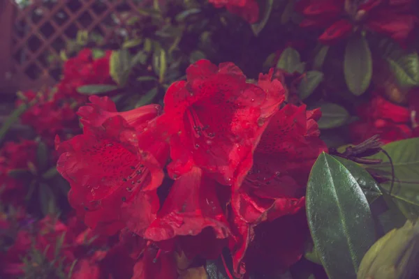 2019 Staré Květiny Zahrada Velký Červený Květ Vintage Dřevo — Stock fotografie