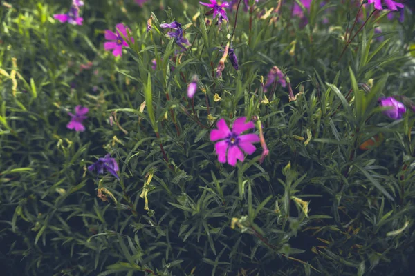 2019 Kapradí Staré Květiny Zahrada Červená Květina Zelená Květina Fialová — Stock fotografie