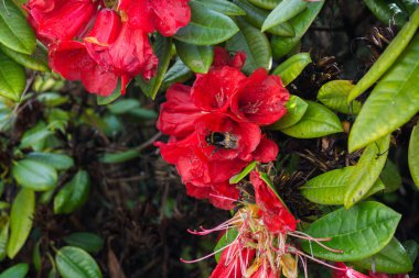 2019 eski çiçek bahçesi. Büyük kırmızı çiçek eski ahşap.