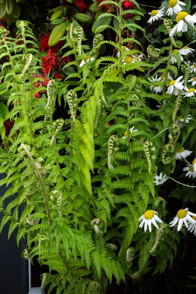 Helecho Verde Flor Planta Naturaleza Jardín —  Fotos de Stock