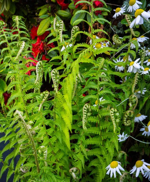 Helecho Verde Flor Planta Naturaleza Jardín —  Fotos de Stock