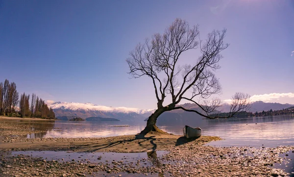 2019 Wanaka Tree Lake Nový Zéland Stock Obrázky