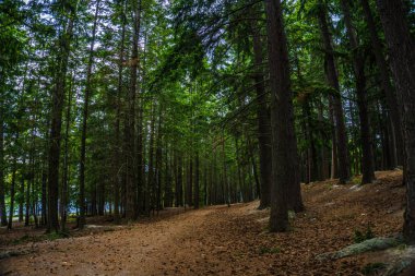 2019 park ağacı göl yolunda yürüyor.