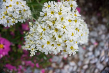 2019 egzotik çiçek beyaz küçük pembe taşlar doğa bahçesi güzel bahar yeni Zelanda