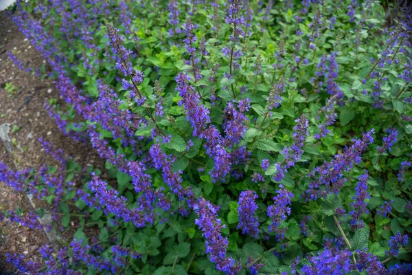 2019 Flores Exóticas Pequeno Roxo Super Borrão Natureza Jardim Bela — Fotografia de Stock