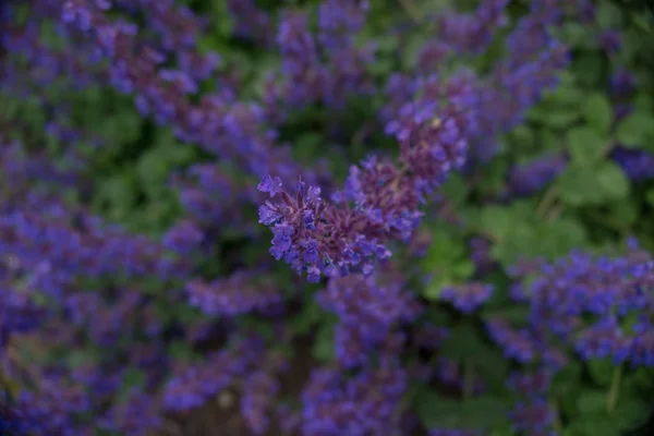 2019 Flores Exóticas Pequeno Roxo Super Borrão Natureza Jardim Bela — Fotografia de Stock