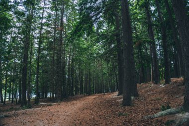 2019 park ağacı göl yolunda yürüyor.